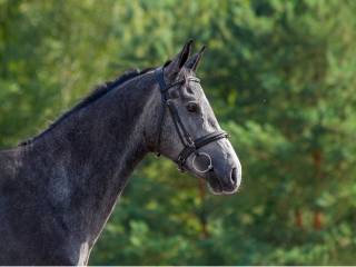 3 letnia klacz po Corrado Son