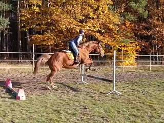Ramowa, bezpieczna klacz na pierwsze starty jak i dla początkujących