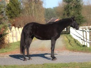 Piękny bardzo wysoki kary wałach z cudownym charakterem