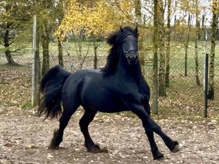 Fryz - zaprzęgany, przyjął siodło