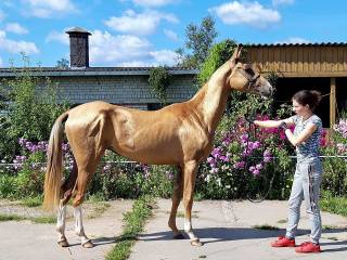 Sprzedam piękną klacz akhalteke