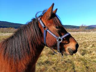 Sprzedam klacz huculską , prawie 4 letnią