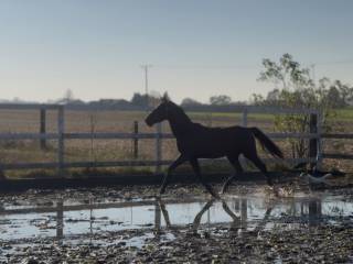 roczna klacz, wnuczka Dominatora 2000