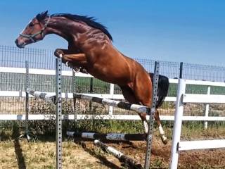 HOLLY DOLLY klacz z doskonałym rodowodem sportowym