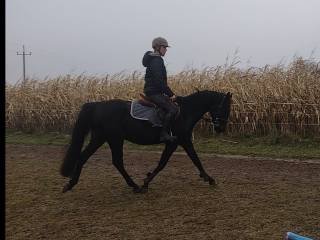 Przyszłościowy koń do sportu E gr (Cor de la Bryere/ Szkrab/ Arcus)