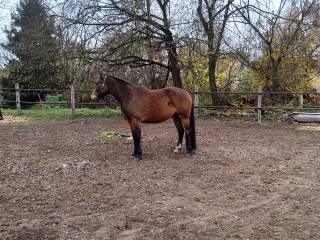 Happy – klacz 2,5-letnia, wzrost docelowy ok. 155 cm