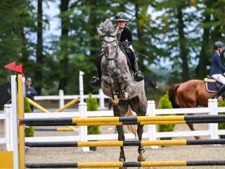 Klacz ur. 2020 idealna dla juniorów po Diamant de Semilly z matki po Calido I / Cascavelle.
