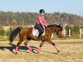 Piękna klacz małopolska hod Janów Podlaski