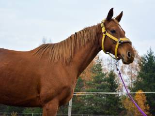 Sprzedam klacz pełnej krwi angielskiej