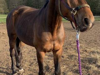 Urodziwy wałach po Hirtentanzie