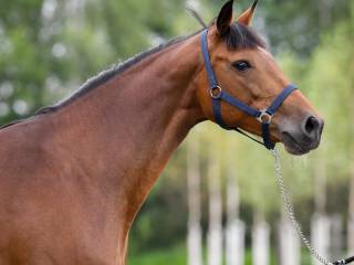 Sprawdzona klacz hodowlana