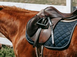 Hollyhock – Saddlefitting | Dopasowanie siodeł z dojazdem
