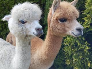 2 samce alpaki Huacaya