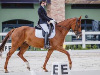 11 letnia klacz na sprzedaż