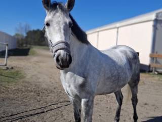 Siwy wałach (165 cm w kłębie) - siwy, 8-letni wałach NN