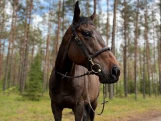 Koń z wielkim sercem