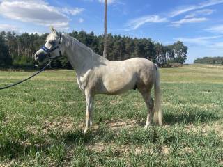 Wałach arabski 6 lat