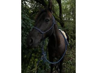 Cudowny koń do dzierżawy