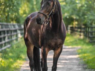 8 letni wałach dla amatora