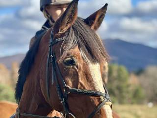 Wezmę kuca/malego konia w dzierżawę