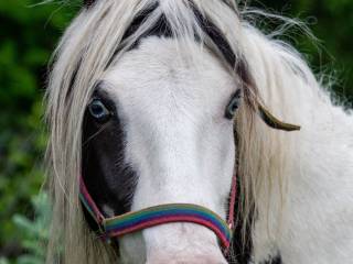 Niebieskooka klacz gypsy cob z Wielkiej Brytanii 9 lat