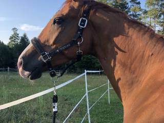 Bezpieczny walach do towarzystwa na sprzedaz