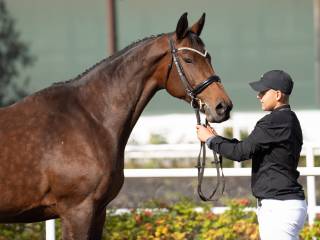 Klacz do hodowli/rekraacji