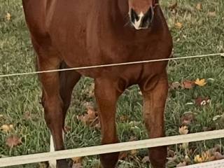 ******* Sprzedam roczną klaczkę po ogierze EXTRA Z, z matki po Ludwigs As startującej 145cm*******