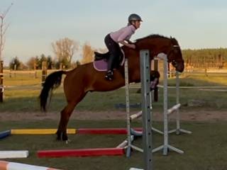 Wydzierżawię wałacha 4 letniego