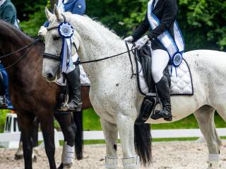 Trening ujeżdżeniowy koni/par koń+jeździec