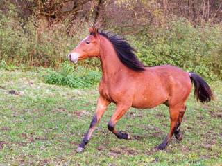 1,5 roczna klacz małopolska