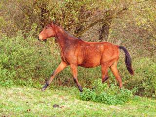 1,5 roczny ogierek skokowy