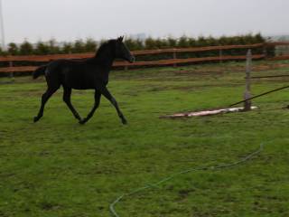 Klacz po Diamond Ruby