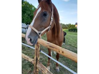 Praca jako stajenny przy koniach