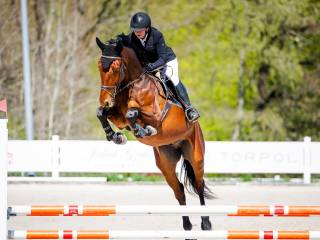 4letni wałach do sportu