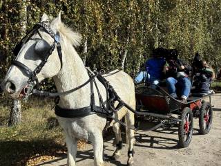 Sprzedam wałacha oaza spokoju profesor