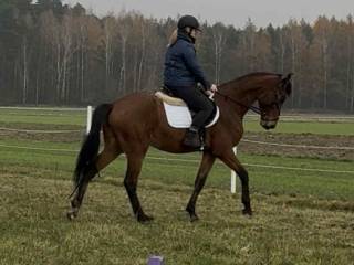 GENESIS klacz PKS 4 lata REKREACJA