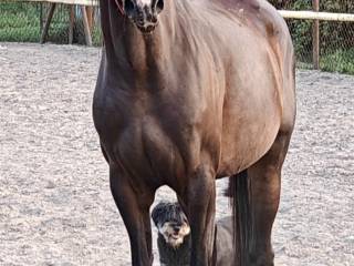 Klacz rasy małopolskiej na sprzedaż