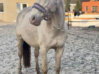 Sprzedam klacz Cruzado