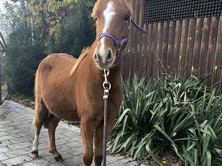 Kuc ogierek Namaskar