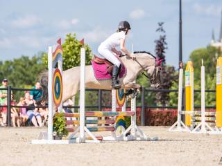 Sprzedam konika polskiego