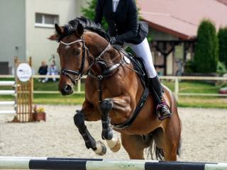 Piękny  8-letni wałach, niemiecki koń sportowy