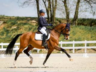 Urodziwy wałach ujeżdżeniowy