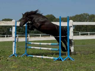 Zjawiskowa  klacz FELL PONY  Mini Fryz Skoki Ujeżdżenie  !
