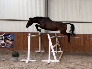 Klacz holsztyńska - TUV 1