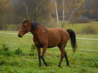 Klacz arabska kuhailanka