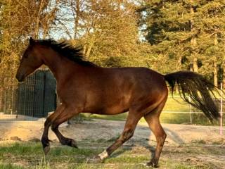 Daxi die Fürstin, 3 lata – wartościowy rodowód i świetny charakter