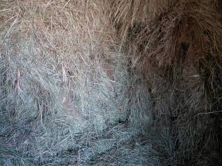 Sprzedam siano w kostkach mazowieckie