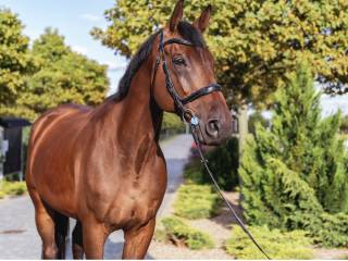 Sprzedam super wałacha 2015 rok