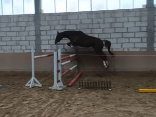 Sprzedam klacz po Baggio